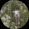 lullabylamb